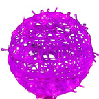 Decorative LED Ball Lights for Home and Garden Illumination