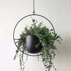 Chic Minimalist Plant Hanger